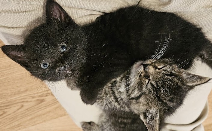 An image of the author's cats flipped, still shows cats. The flipping operation is an invariant for cats. (Do not try this with live cats!)