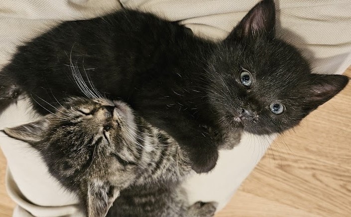 An image of the author's cats flipped, still shows cats. The flipping operation is an invariant for cats. (Do not try this with live cats!)